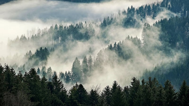 Enchanted Forest